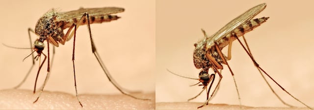 blog-mosquito-bite-stinger