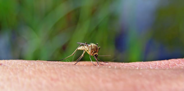 blog-mosquitoes-summer-pest-predator