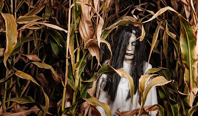 blog-spooky-corn-maze