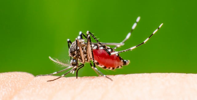 blog-why-do-mosquitos-bite-me